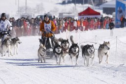 Lenk 2013